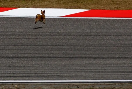 Formula 1 üzrə Sinqapur Qran Prisində trasa böyük kərtənkələ çıxıb