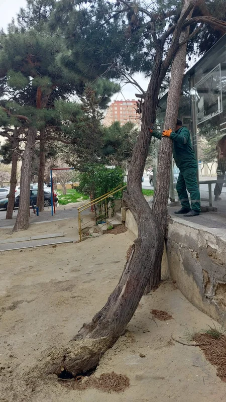 Güclü külək Bakıda 20 ağacı sındırıb