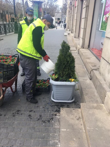 Karantin günlərində paytaxtda yaşıllıqlara qulluq göstərilir