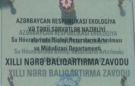Nərə və uzunburun balıq körpələri Kür çayının mənsəbinə buraxılıb