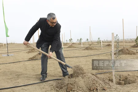 Global Media Group “Yaşıl dünya naminə həmrəylik ili” çərçivəsində ağacəkmə aksiyası keçirib