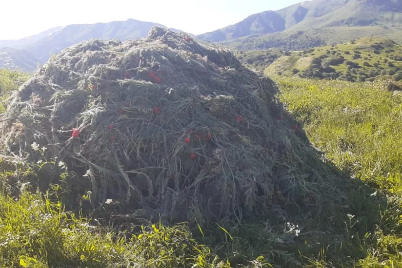 Naxçıvanda 14 tona yaxın yabanı çətənə bitkisi məhv edilib