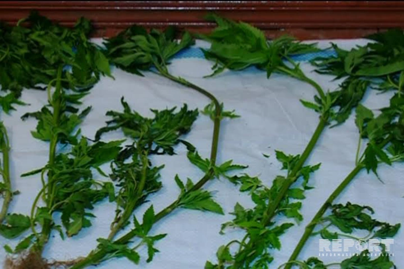 Goranboyda Xocalı sakinindən narkotik vasitələr və silah-sursat aşkarlanıb - FOTO