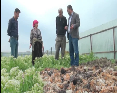 Kürdəmirdə dərmandan zəhərlənən 2000 ev quşu tələf olub