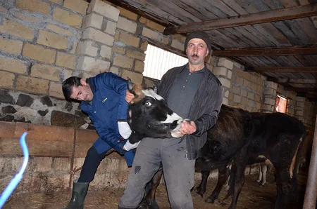 Daşkəsəndə epizootiya əleyhinə profilaktik tədbirlərə başlanılıb