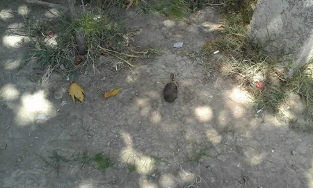 Tərtərdə 1 ədəd əl qumbarası tapılıb