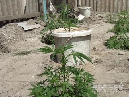 Neftçala sakinindən 148 ədəd çətənə kolu aşkar edilərək götürülüb - FOTO