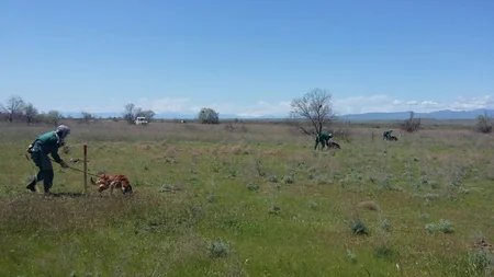 Cocuq Mərcanlıda gün ərzində 1037 ədəd qəlpə aşkar edilib