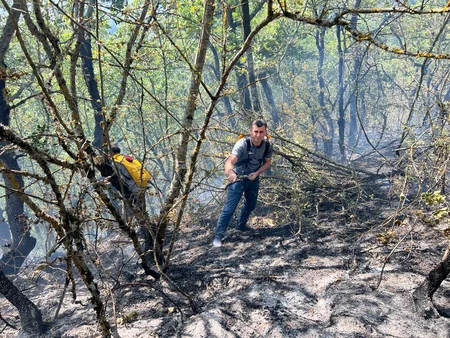 В Губе сгорело 500 га леса, пожар локализован