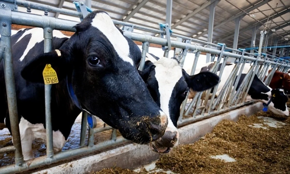 Bu il xaricdən 10 min baş cins mal-qara alınması planlaşdırılır