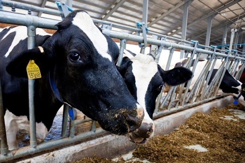 Bu il xaricdən 10 min baş cins mal-qara alınması planlaşdırılır