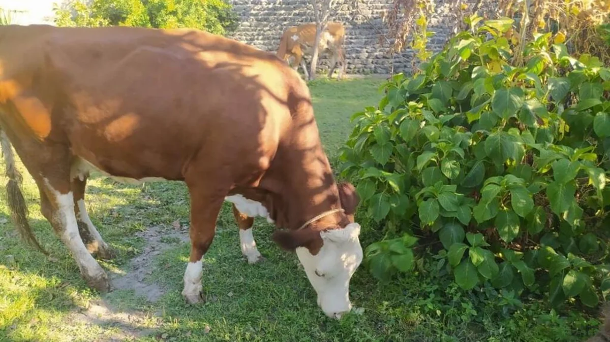 Biləsuvarda inək sahibinə ağır xəsarət yetirib
