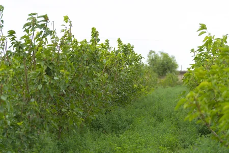 Azərbaycanda tədarük məntəqələrinə 290 ton yaş barama təhvil verilib