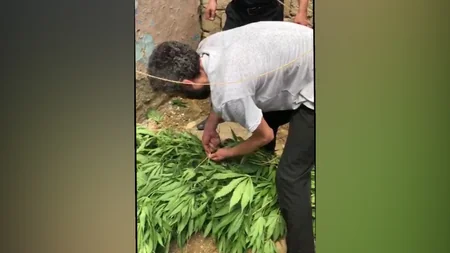 Bakıda narkotik bitkilər becərən şəxs saxlanılıb - VİDEO