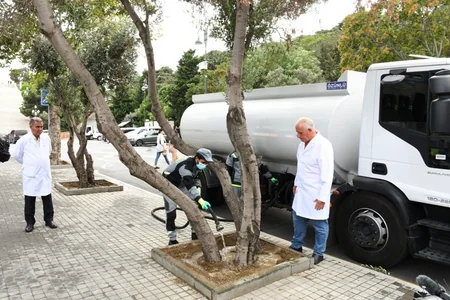 Bakının müxtəlif ərazilərindəki zeytun ağaclarında naməlum bakterial xəstəlik aşkarlanıb