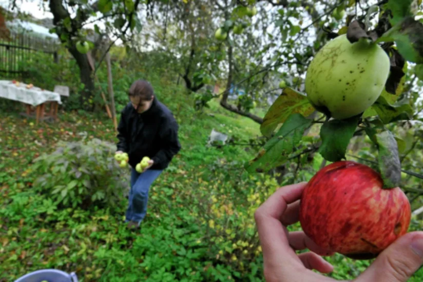 Назван внезапный положительный эффект от пандемии COVID-19