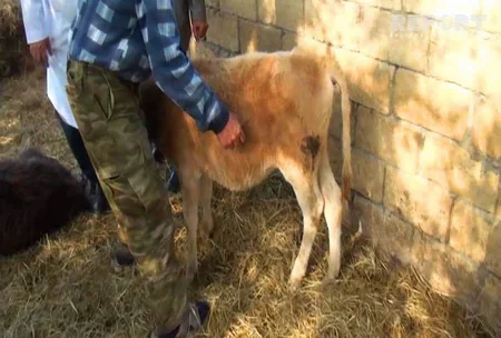 В Мингячевире волки напали на домашний скот