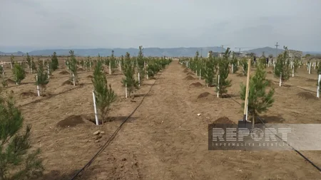 Heydər Əliyevin 100 illik yubileyi ilə əlaqədar Ağdamda ağacəkmə aksiyası keçirilib