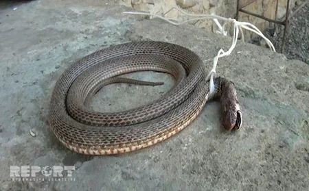 Goranboyda ilanlar evlərə hücum edib - FOTO