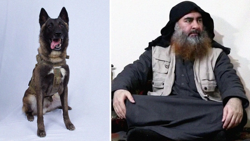 KİV: Tramp İŞİD liderini təqib edən iti Ağ evə dəvət edib - FOTO