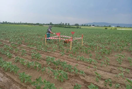 Qazaxda top mərmisi aşkarlandı