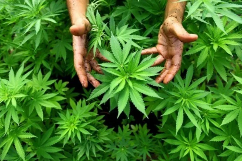 Polis külli miqdarda narkotik bitkilər yetişdirən şəxsi saxlayıb