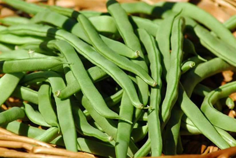 Azərbaycan Misirdən lobya tədarük etməyə başlayıb