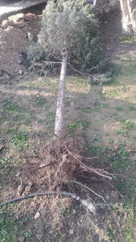 İki şəhər və üç rayonda ağaclar kəsilib