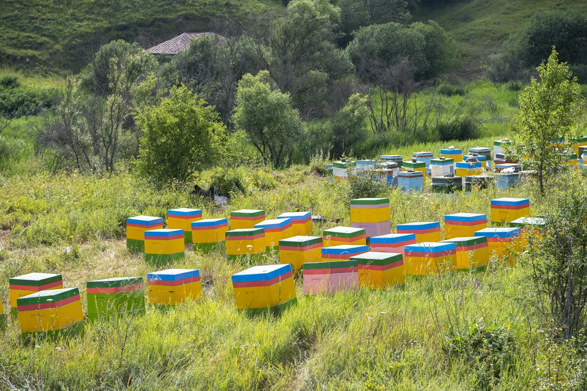 Kəlbəcərdən sonra Laçın yaylaqlarına da arıçılıq təsərrüfatları köçürülüb