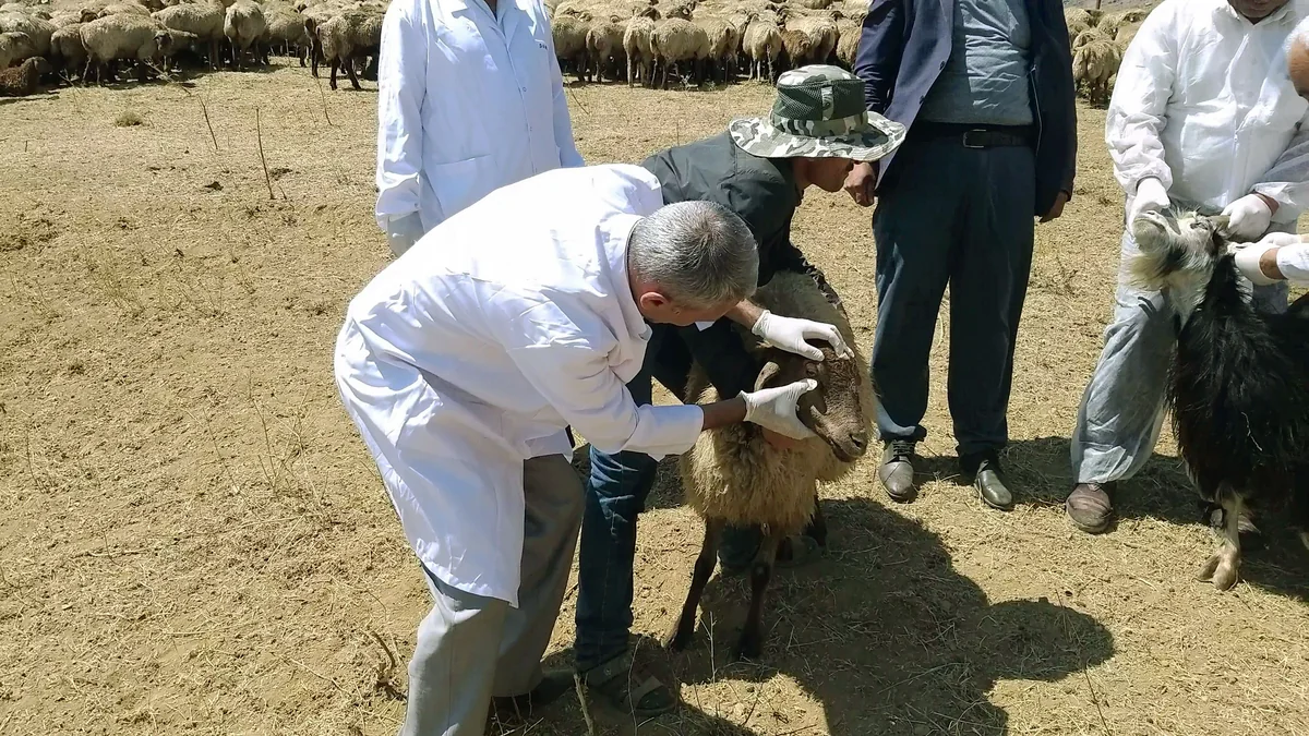 Dövlət sifarişilə göstəriləcək baytarlıq xidmətlərinin Siyahısı təsdiqlənib