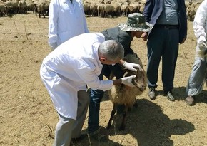 Dövlət sifarişilə göstəriləcək baytarlıq xidmətlərinin Siyahısı təsdiqlənib