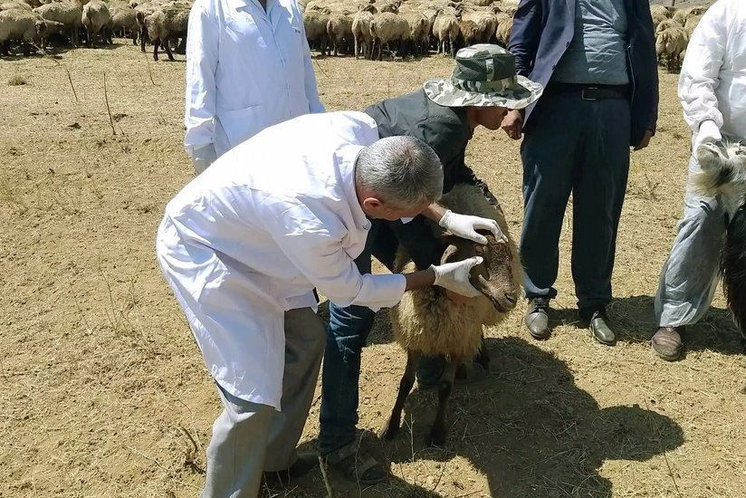 Dövlət sifarişilə göstəriləcək baytarlıq xidmətlərinin Siyahısı təsdiqlənib