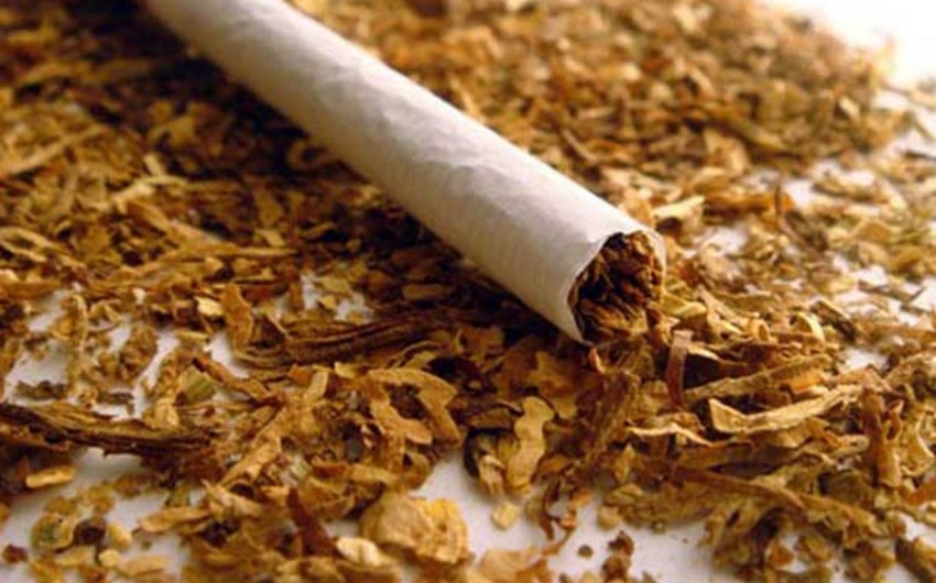 Azerbaijan increases tobacco export by 60%