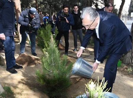 Bakı Şəhər İcra Hakimiyyəti ağacəkmə aksiyası keçirib