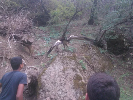 Qaxda nəhəng quş peyda olub - FOTO