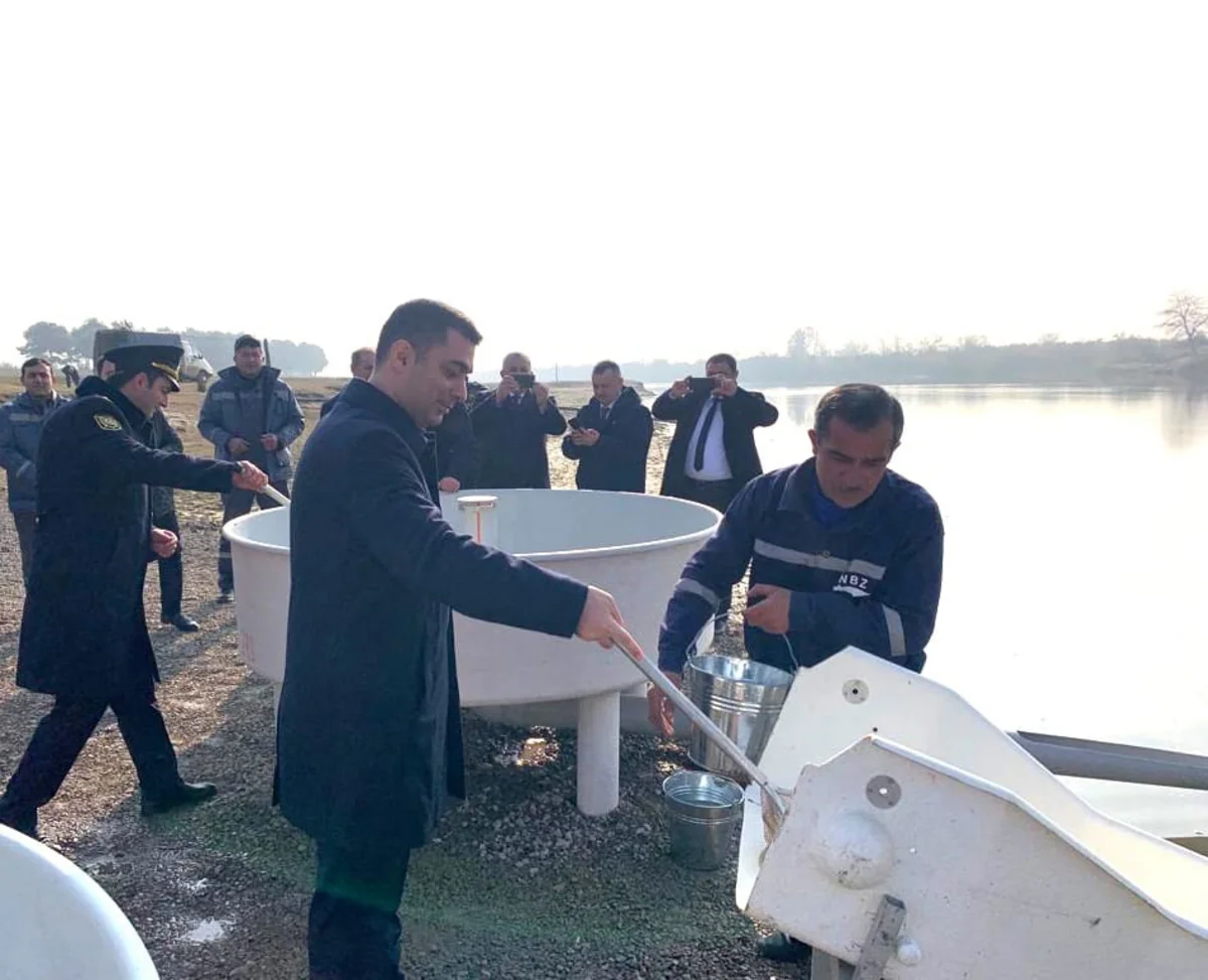 В Куру выпущены мальки рыб