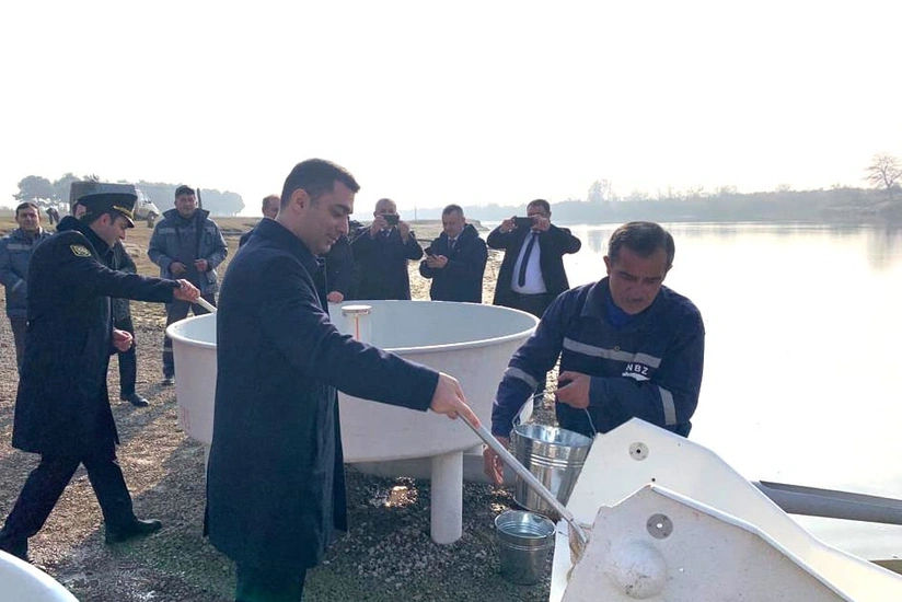 Kür çayına balıq körpələri buraxılıb
