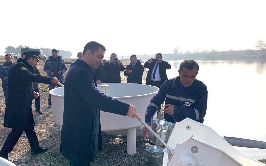 Kür çayına balıq körpələri buraxılıb