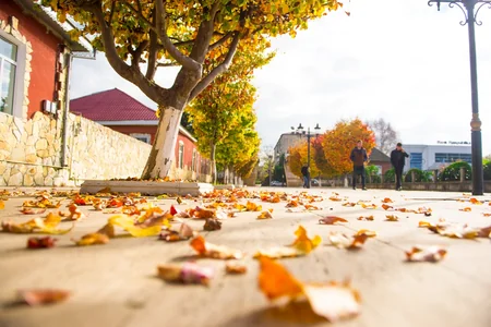Lənkəranda Qızıl payız - FOTOREPORTAJ