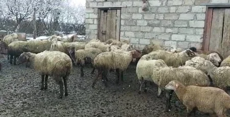 Bərdədə mal-qara oğurluğunda şübhəli bilinən qrup üzvləri saxlanılıb