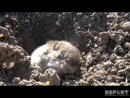 Cəlilabadın taxıl sahələrində gəmiricilərin sayı kəskin şəkildə artıb