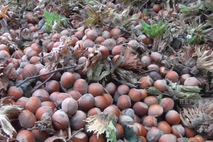 Qaxda fındıq yığımı başa çatıb, məhsuldarlıq aşağı olub