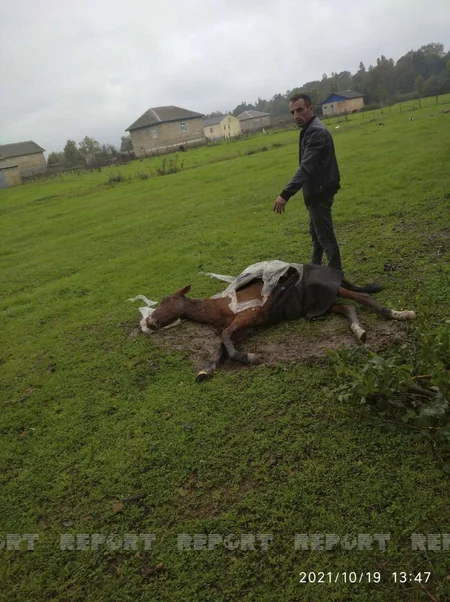 Lənkəran sakininin 2 baş atı tövlədə güllələnərək öldürülüb