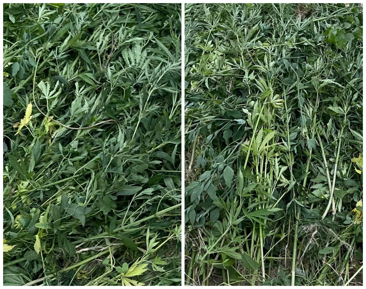 Zəngilanda narkotik tərkibli bitkilər aşkarlandı