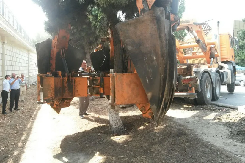 Xırdalanda ağaclar yolun genişlənməsi məqsədilə köçürüldü
