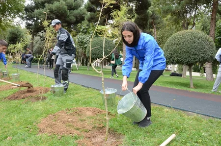 Bakının mərkəzində mövsümi ağaclar əkilir