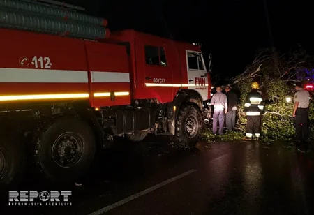 Göyçayda böyük qovaq ağacı magistral yola aşıb - FOTO