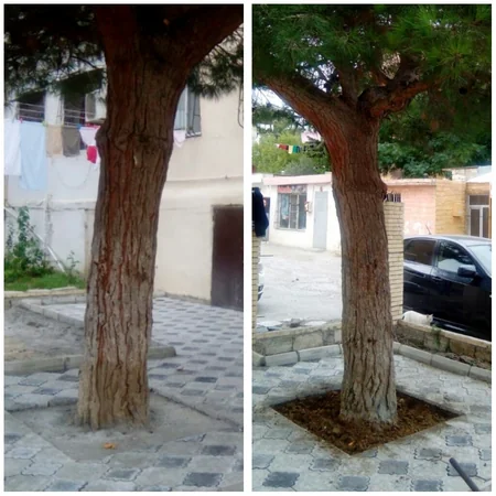 Nazirlik Bakıda ağacın dibini betonlayan şəxsi cəzalandırıb
