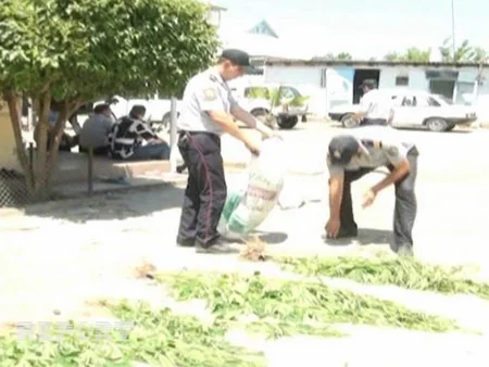 ​Saatlıda narkotik bitkilərin becərilməsi ilə məşğul olan qardaşlar tutulub - FOTO