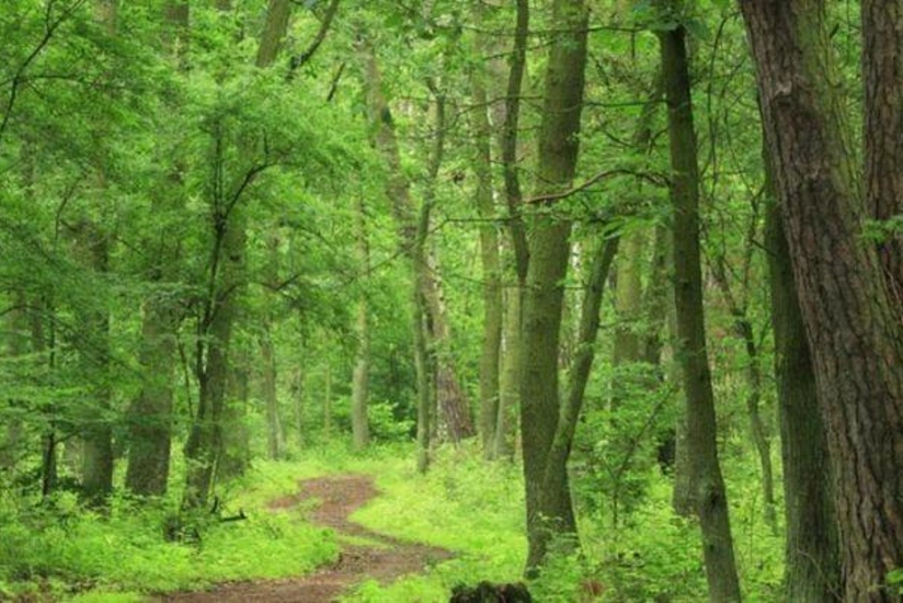 Tuqay meşələrinin bərpası ilə bağlı layihələr hazırlanır